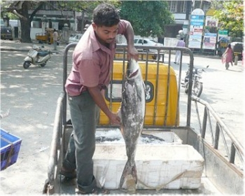 Images/cochin 665.jpg